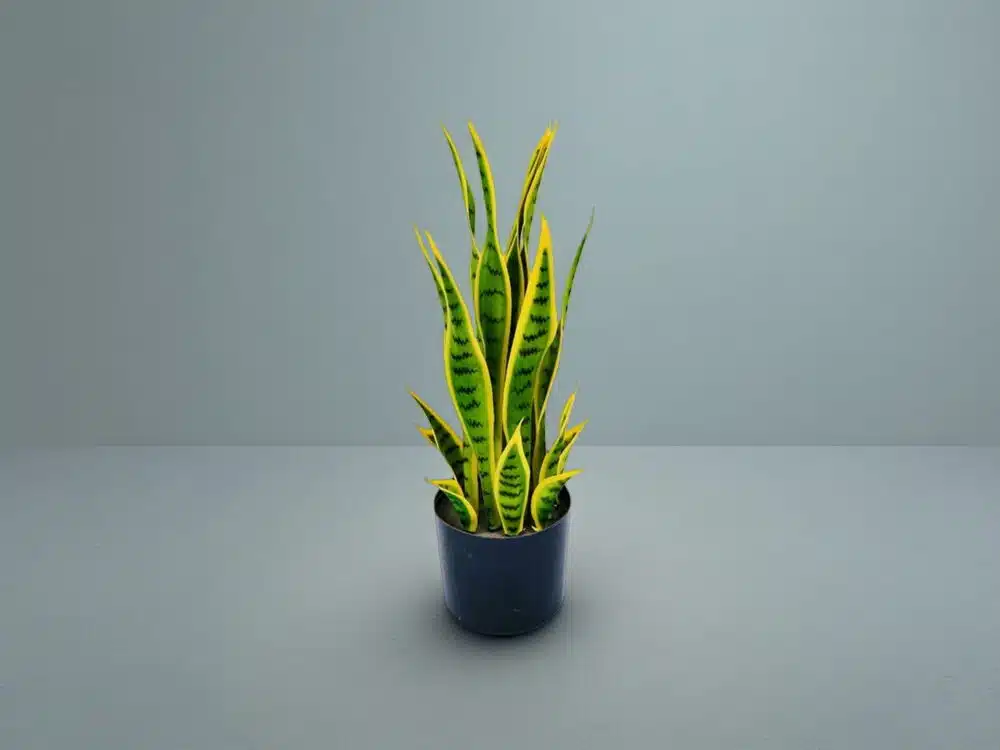 Artificial Snake Plant In Pot