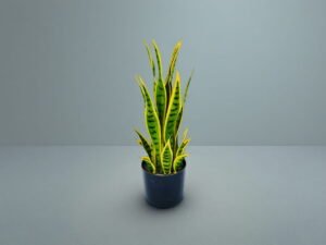 Artificial Snake Plant In Pot