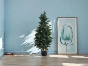 Decorative Cypress Trees