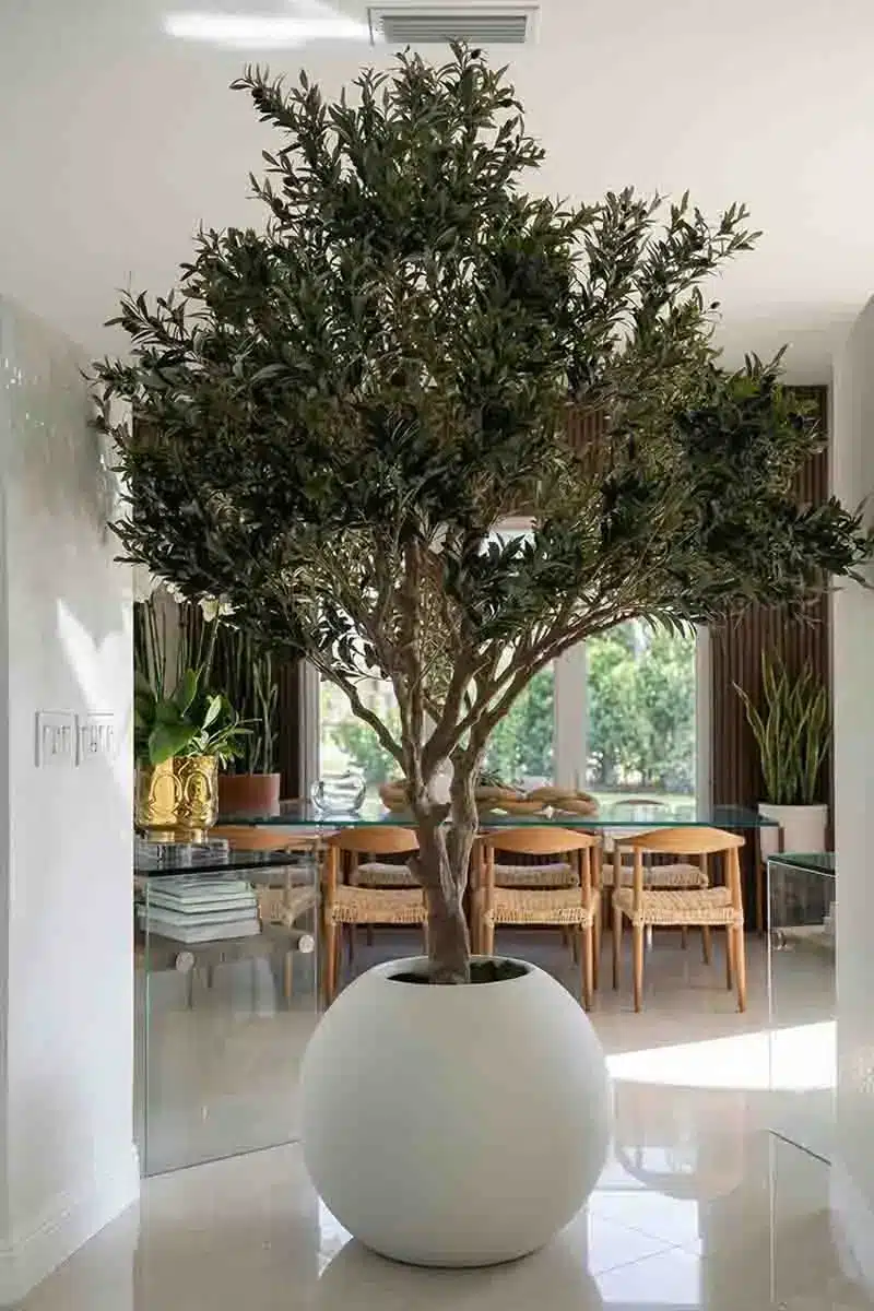 Grand 9-Foot Potted Olive Tree for Vaulted Ceilings