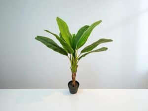 Artificial Banana Tree Dubai