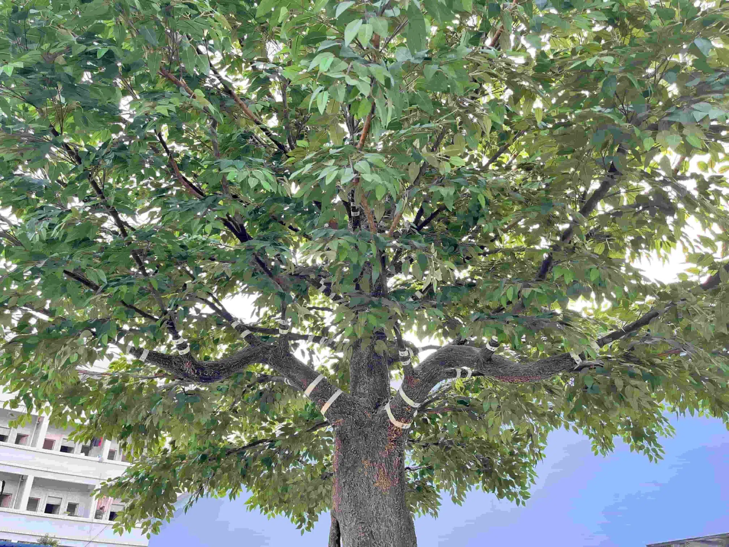 Large Artificial Banyan Tree - Image 2