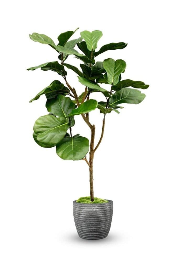 Realistic Artificial Fiddle Leaf Fig Tree