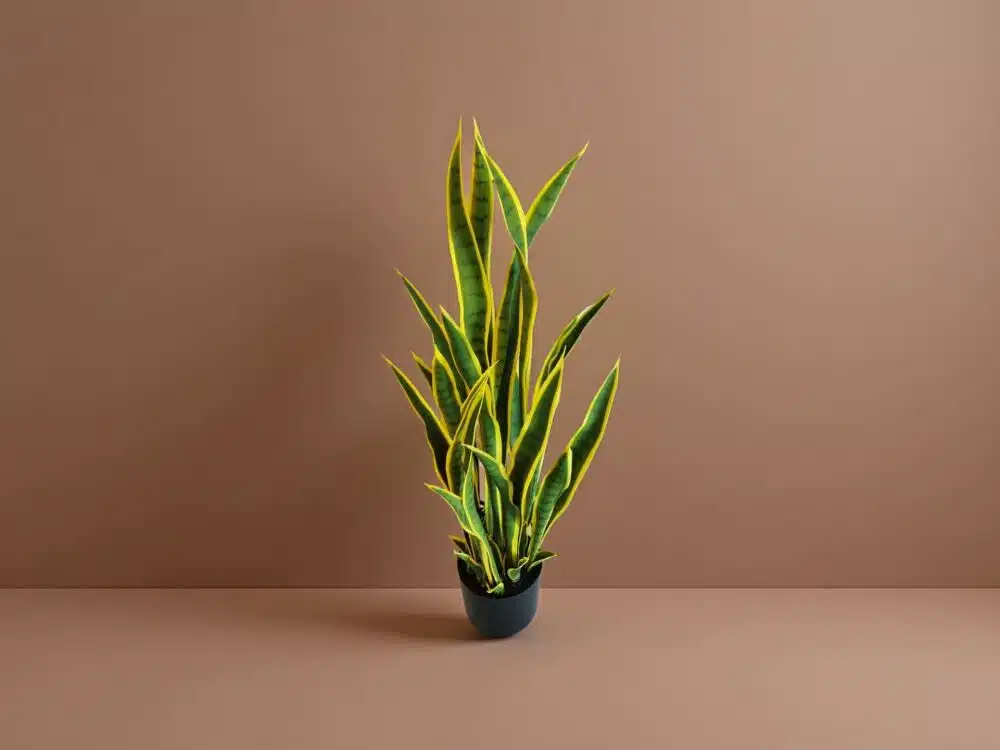 Artificial Snake Plants For Sale