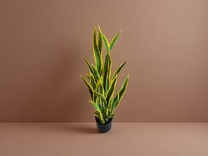 Artificial Snake Plants For Sale