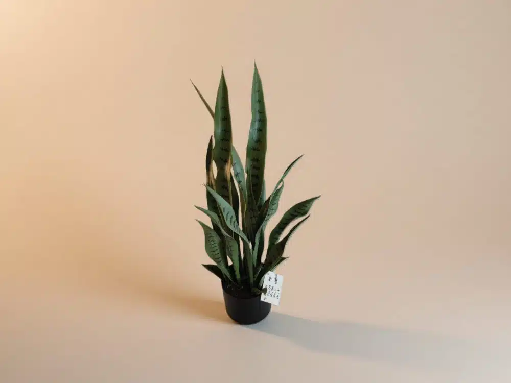 Artificial Snake Plant With Stand