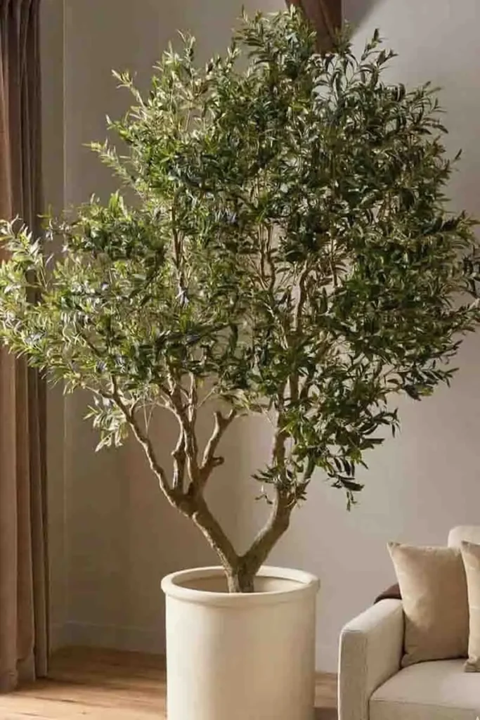 Sculptural Mediterranean Olive Tree with Real Timber Texture