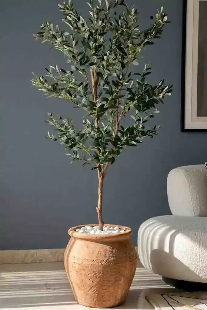 European-Style Potted Olive Tree for Rustic Entryways