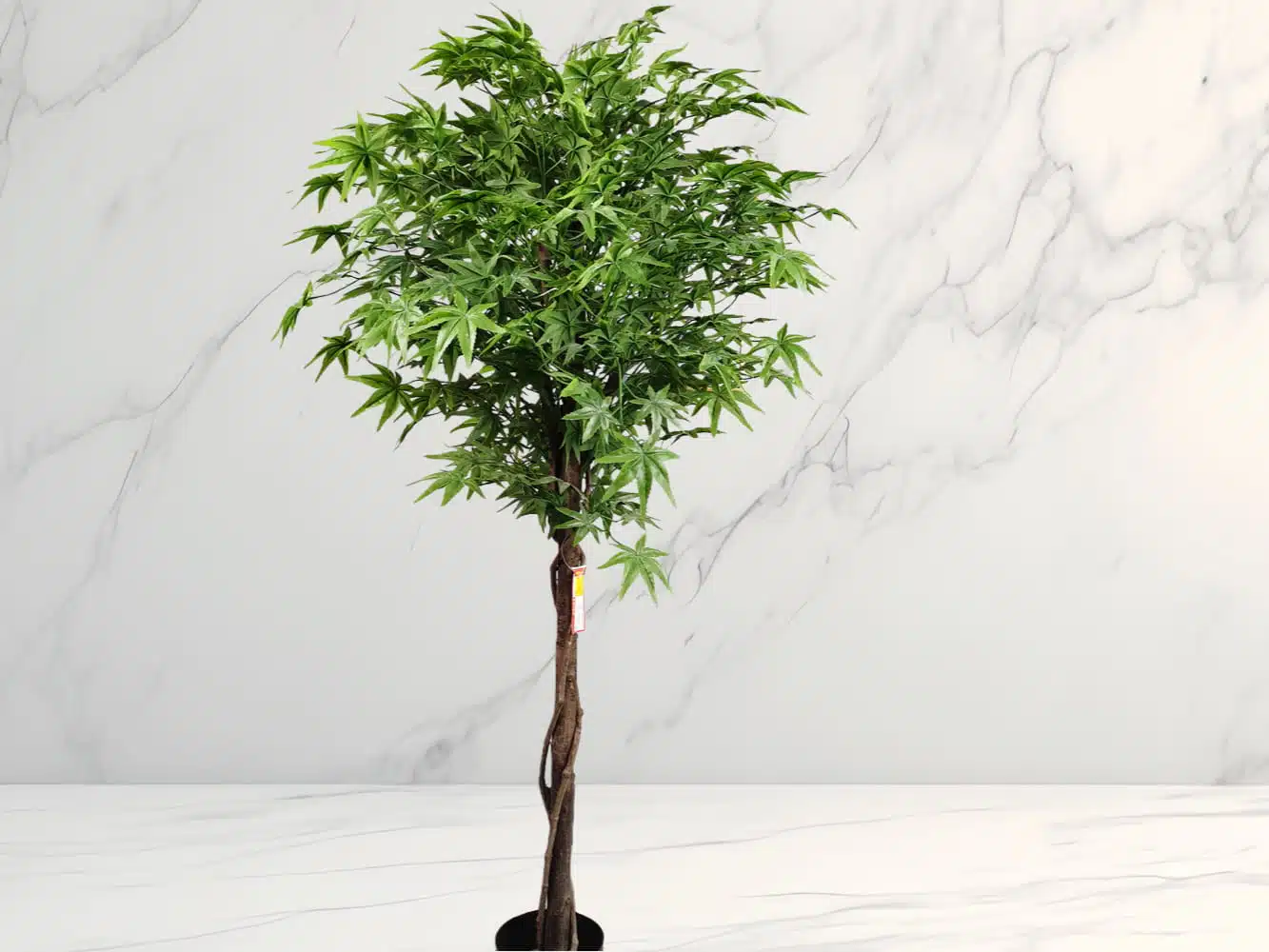 Silk Japanese Maple Tree