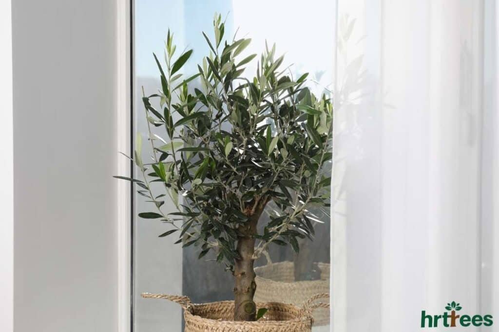 Artificial Olive Tree indoor