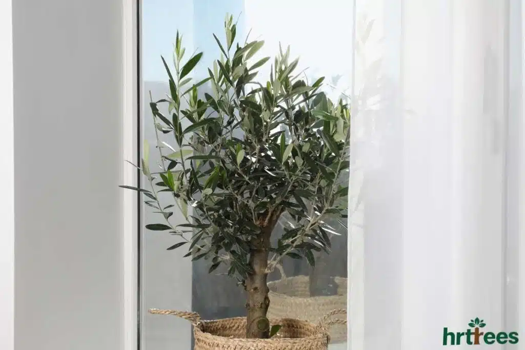 Artificial Olive Tree indoor