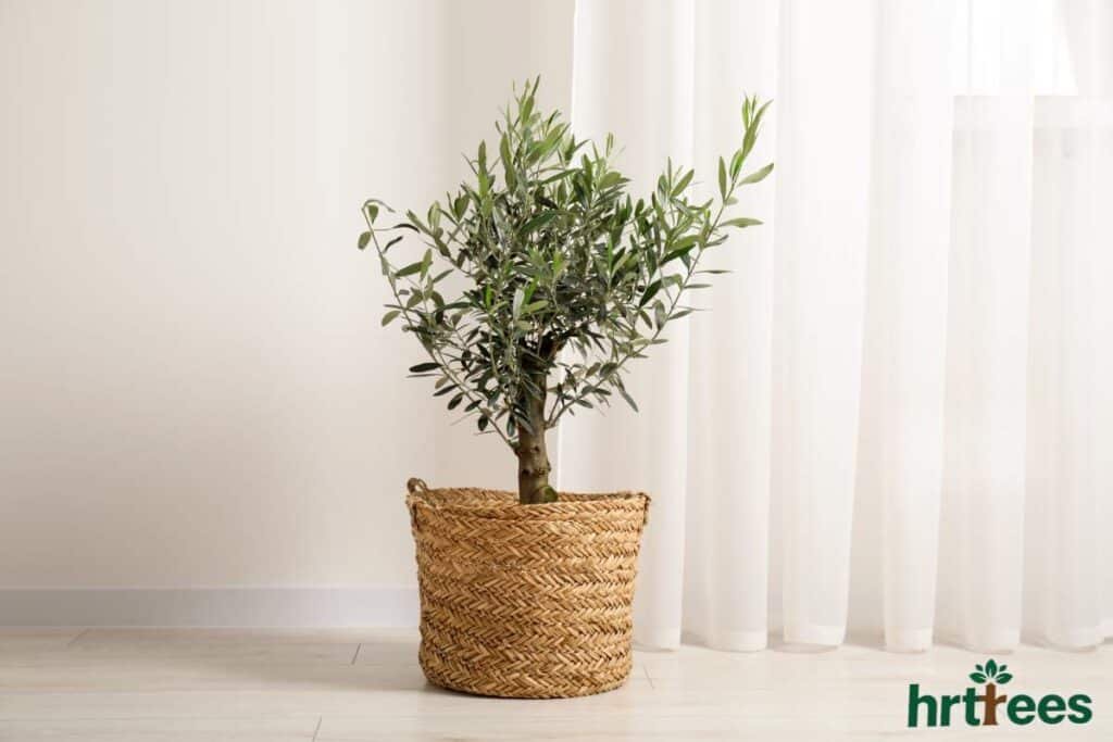 Artificial olive tree in front of curtain