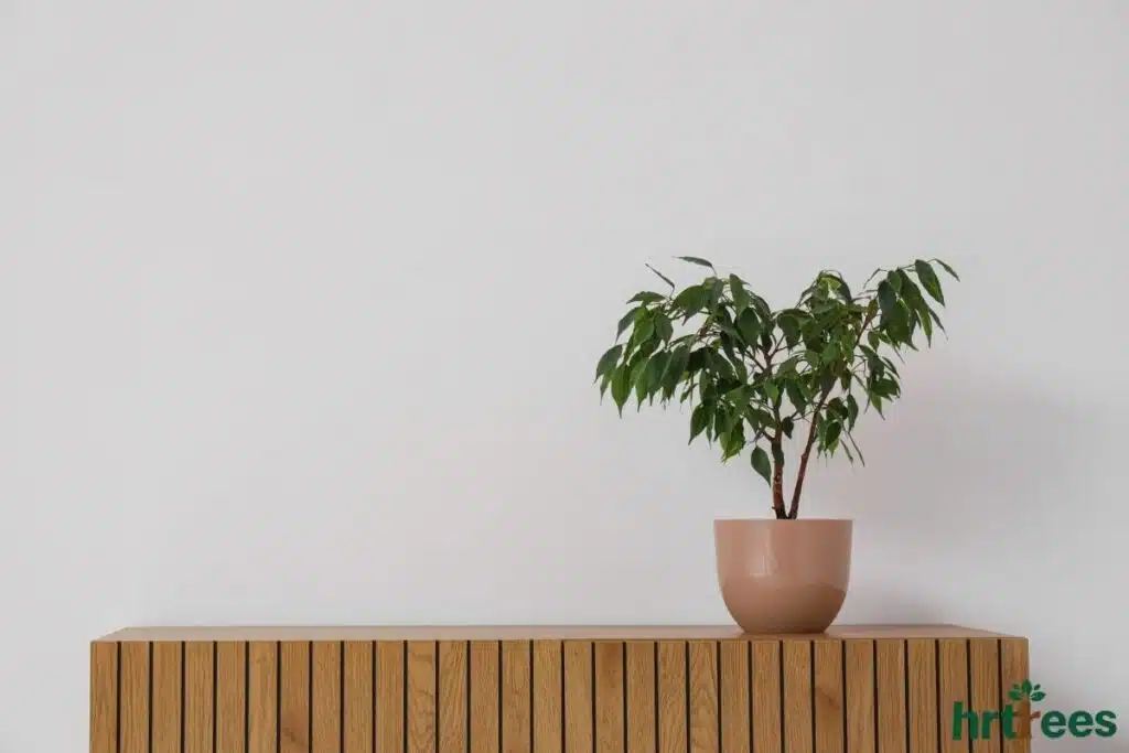 Artificial olive tree on countertop