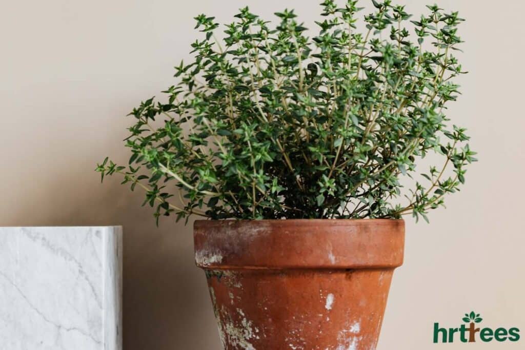 Damaged fake plant pot