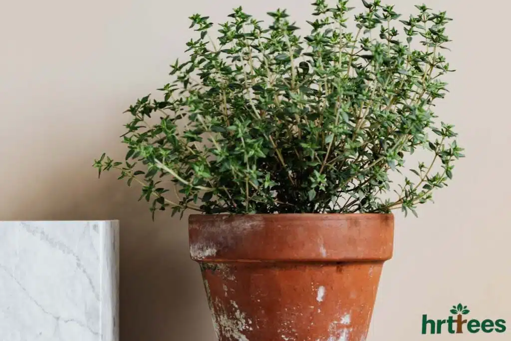 Damaged fake plant pot