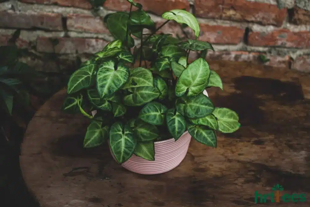 Details and craftmanship of making fake plants