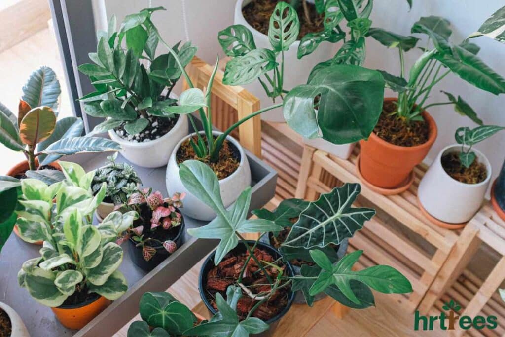 faux plants meaning indoor