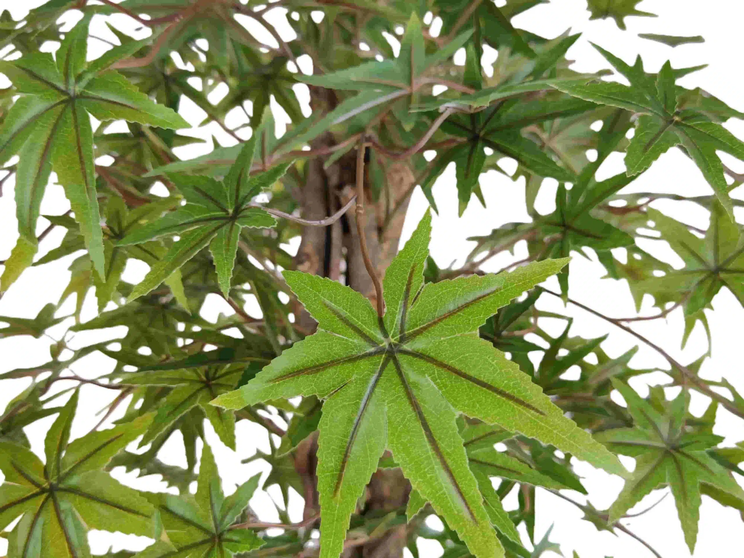 Silk Japanese Maple Tree - Image 5