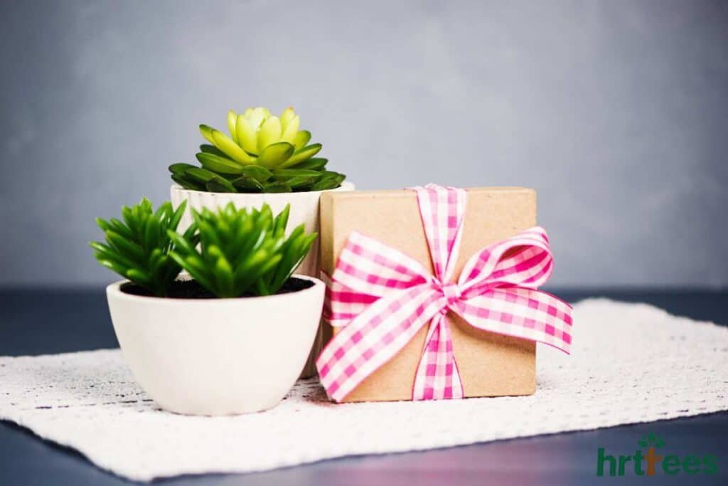 Plant Puns for Gifts