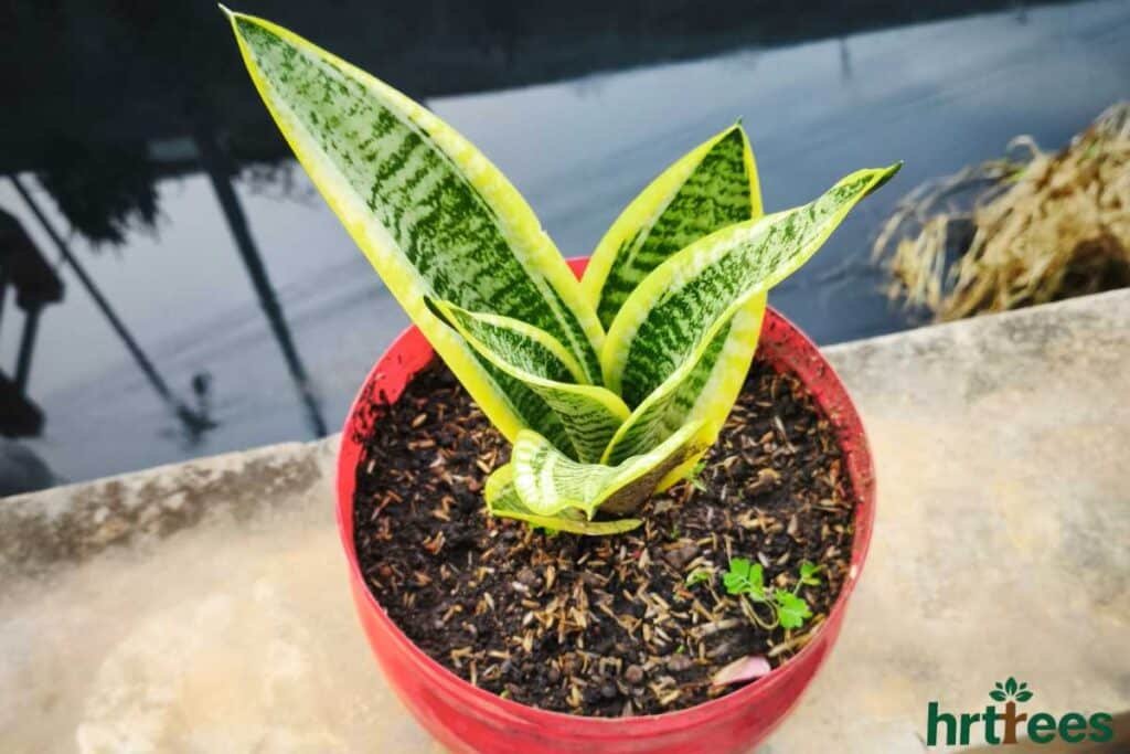 Potted snake plant