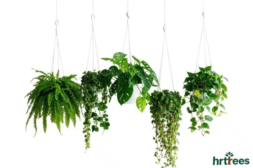 Realistic Artificial Hanging Plants
