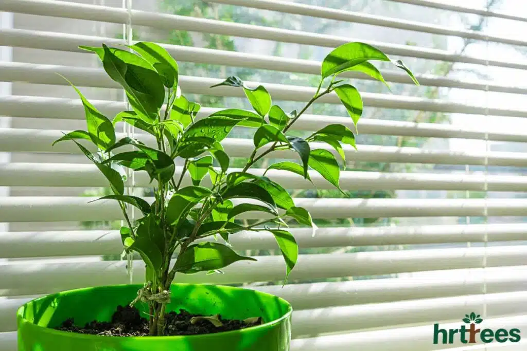 Realistic fake plants