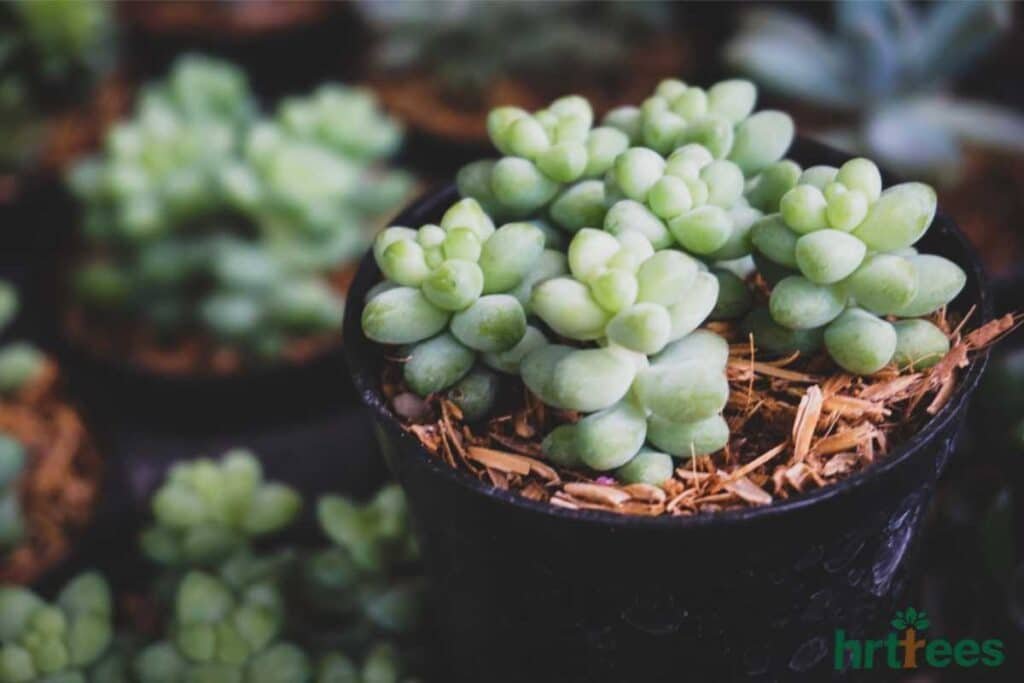 Succulent for plant puns