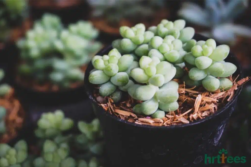 Succulent for plant puns