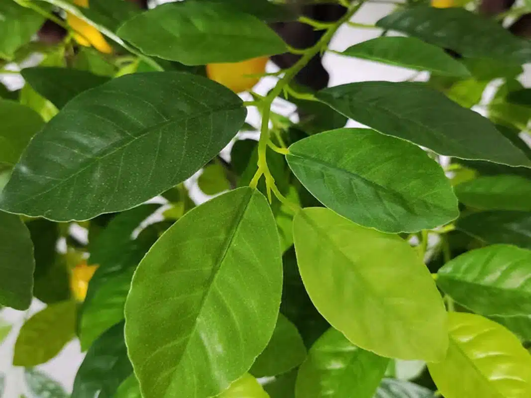 Artificial Lemon Tree - Image 4