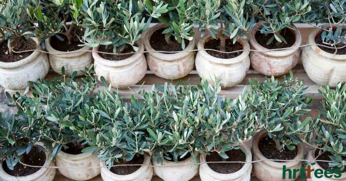 best artificial olive tree featured image