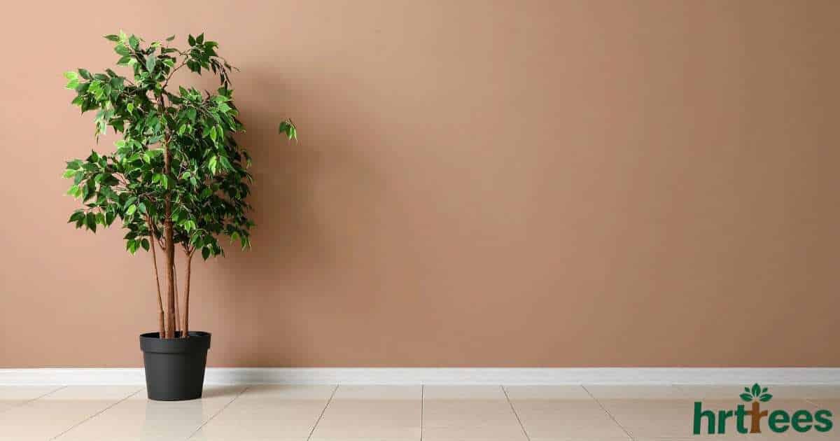 best artificial olive tree indoor featured image