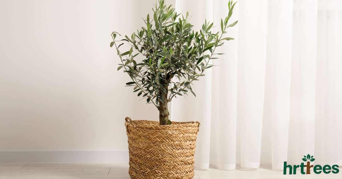 best luxury artificial olive tree featured image