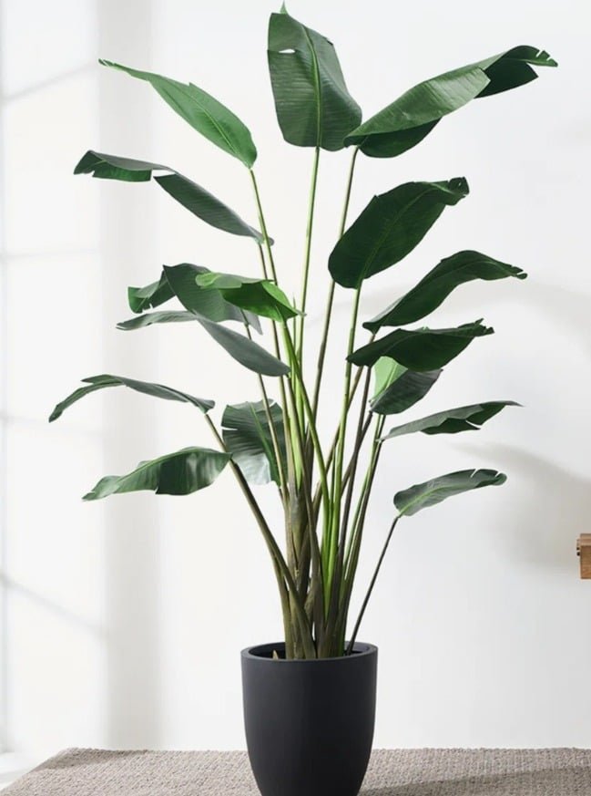 Fake Bird of Paradise Plant