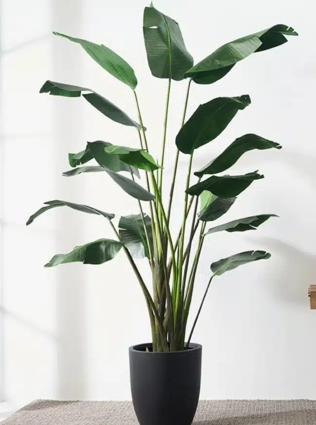 Fake Bird of Paradise Plant