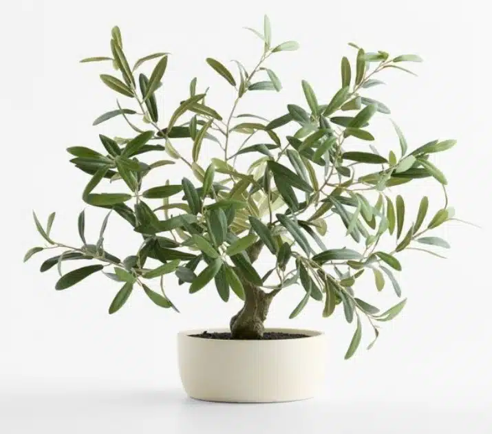 Small Bushy Faux Olive Tree