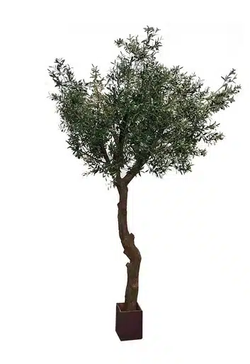 Extra-Large 10ft+ Statement Olive tree