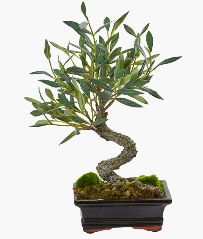 Bonsai-Style Artificial Olive Tree for an Exotic, Collected Look