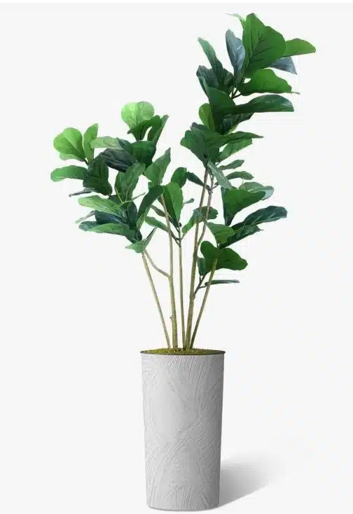 Ficus Lyrata: Best Artificial Ficus Tree for Modern Statements