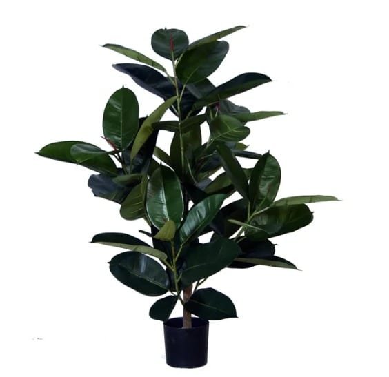 Ficus Elastica: Best Faux Ficus Tree for Industrial Lofts