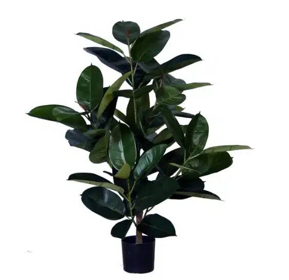 Ficus Elastica: Best Faux Ficus Tree for Industrial Lofts