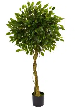 Mop-Top Ficus: The Most Artistic Fake Ficus Tree for Symmetry