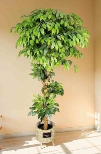 Wild-Stem Ficus: A Realistic Artificial Ficus Tree for Home