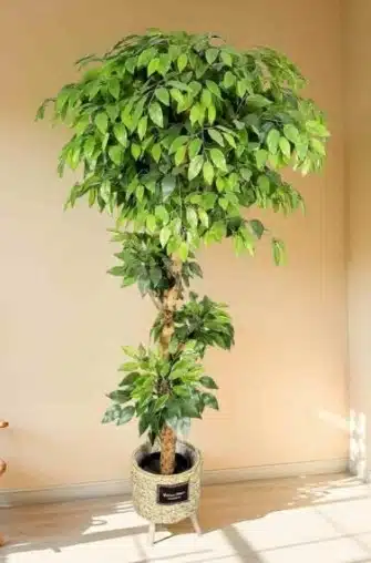 Wild-Stem Ficus: A Realistic Artificial Ficus Tree for Home
