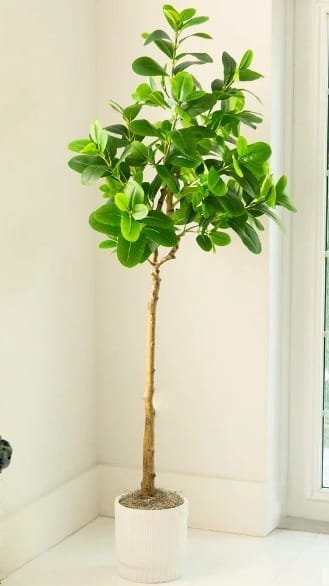 Ficus Audrey: Best Artificial Ficus Tree for Sophisticated Balances