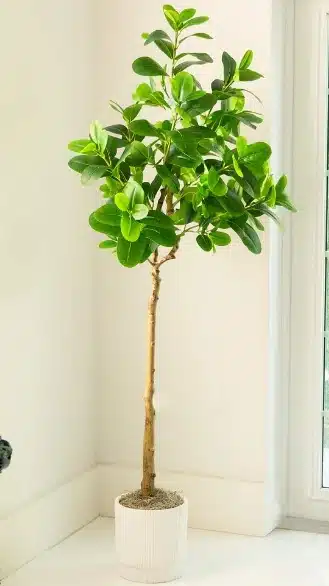 Ficus Audrey: Best Artificial Ficus Tree for Sophisticated Balances