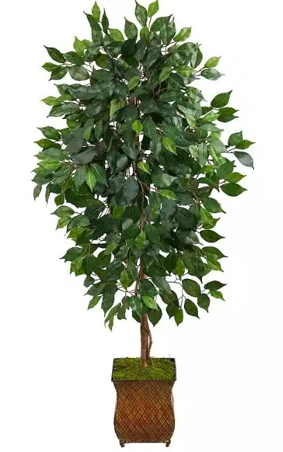 Ficus Alii: Best Artificial Ficus Tree for Narrow Hallways