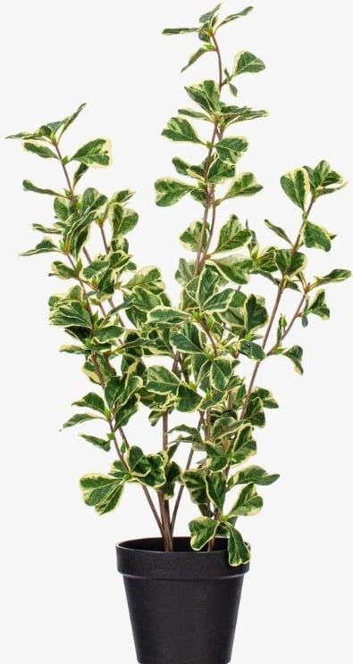 Narrow-Leaf Ficus Bush: Compact Fake Ficus Tree for Shelving