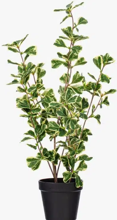 Narrow-Leaf Ficus Bush: Compact Fake Ficus Tree for Shelving