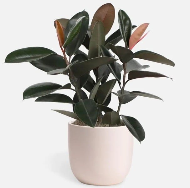 Burgundy Rubber Tree: Best Artificial Ficus Tree for Dramatic Contrast