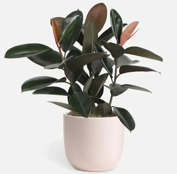 Burgundy Rubber Tree: Best Artificial Ficus Tree for Dramatic Contrast